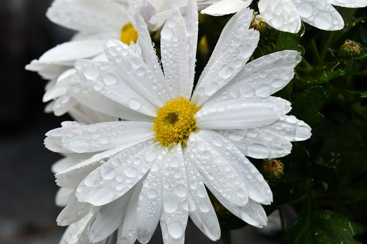 Daisy Decor: Transforming Spaces with This Cheerful Bloomer