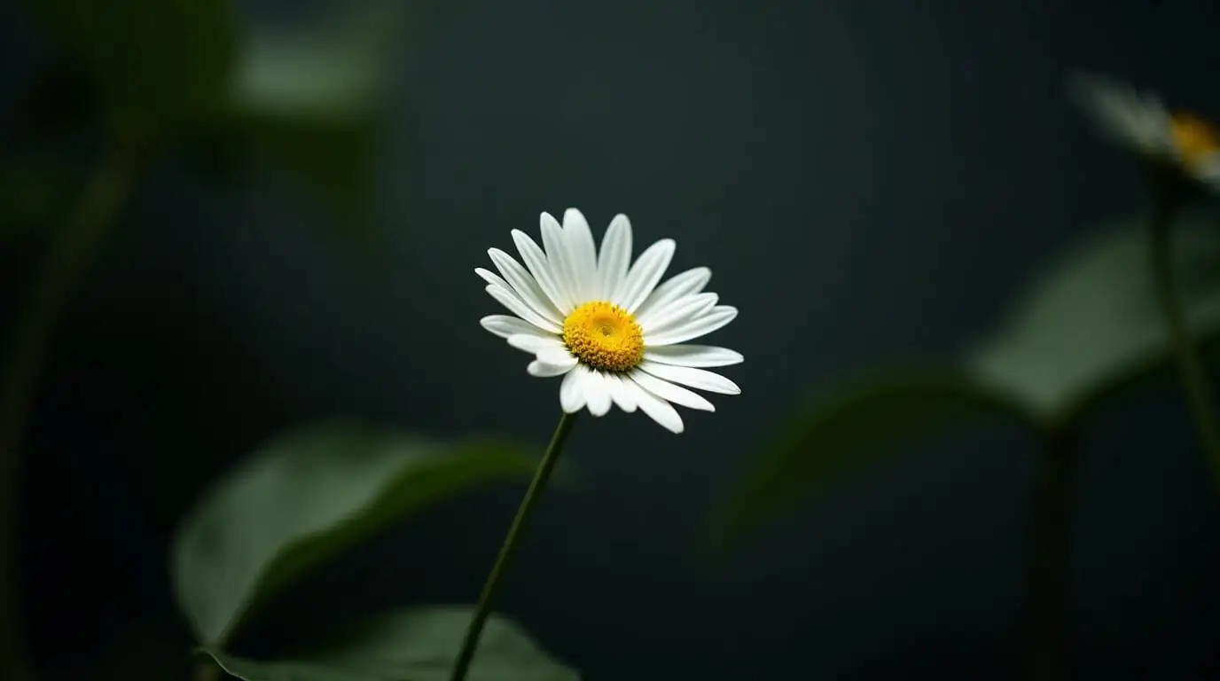 daisy window box outdoor