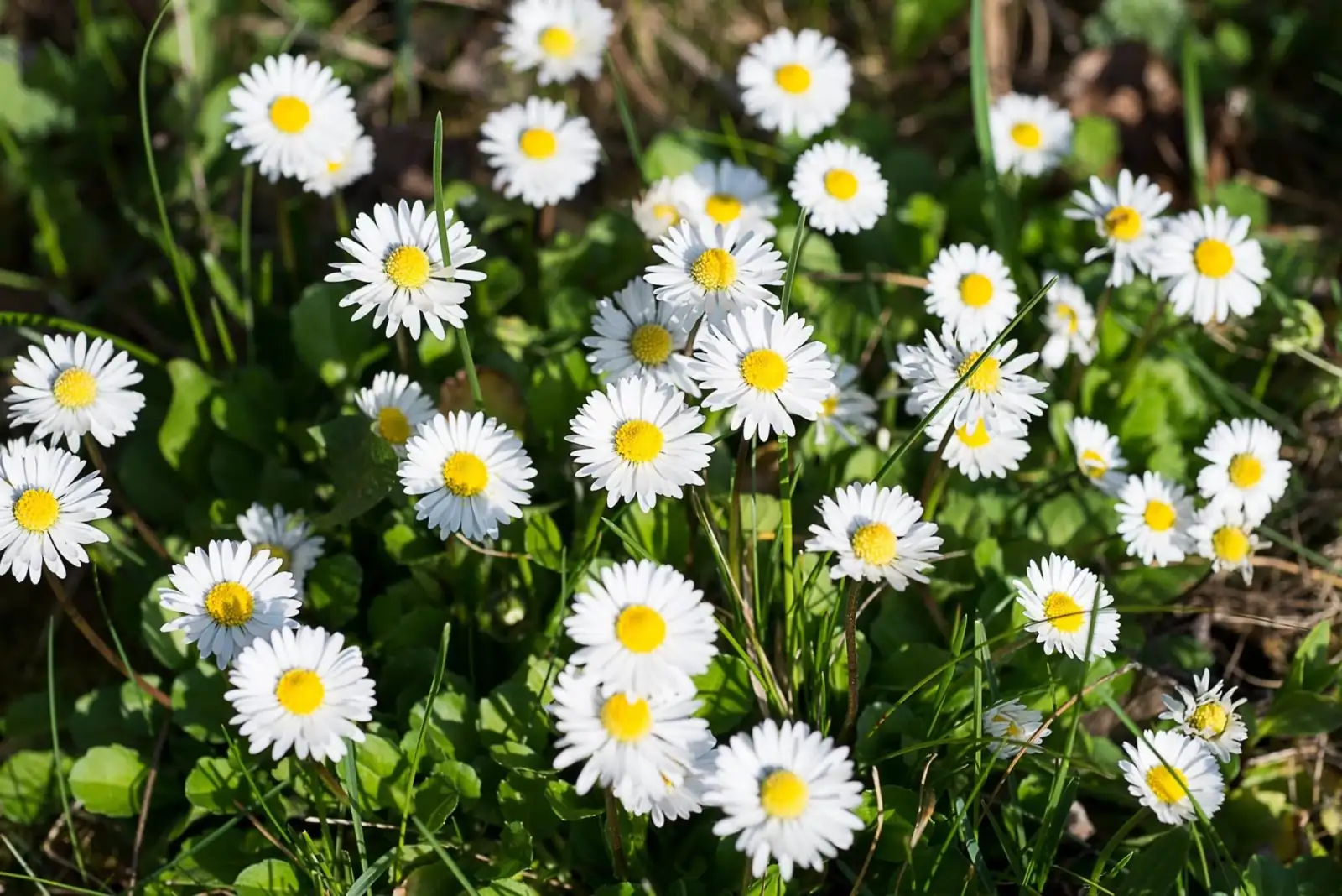 Propagation Pro Tips: Expanding Your Daisy Collection with Ease