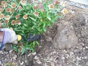 daisy plant division process