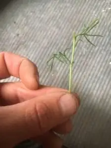 daisy leaf cutting propagation