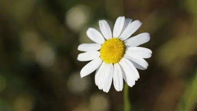 Bloom Companions: Pairing Daisies with Other Plants for a Stunning Garden