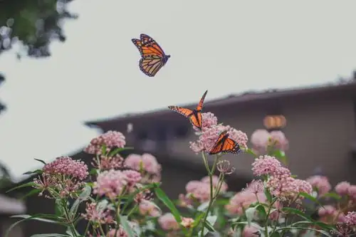 The Language of Flowers: Unveiling the Symbolism Behind the Butterfly Bush