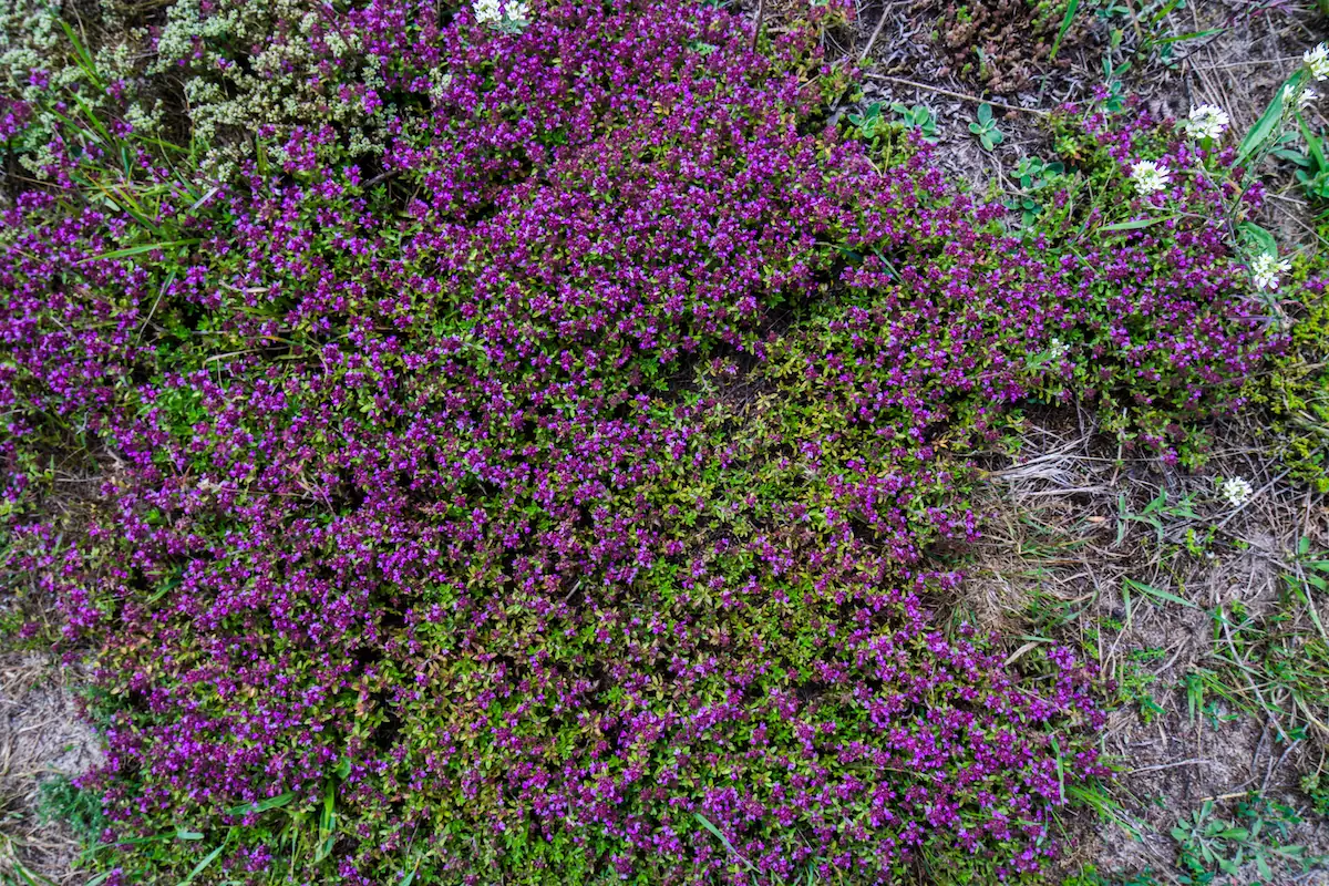 creeping thyme with daisies
