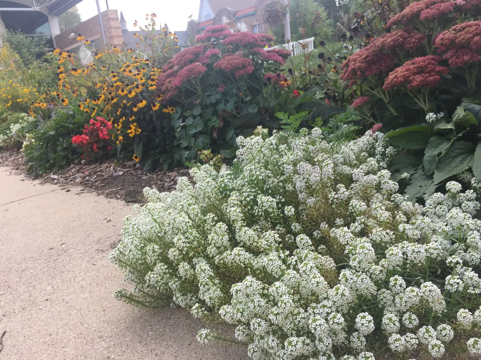 sedums and alyssum with daisies