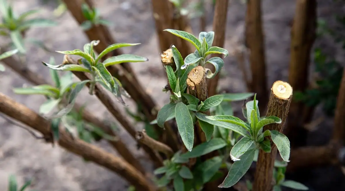 butterfly bush pruning growth