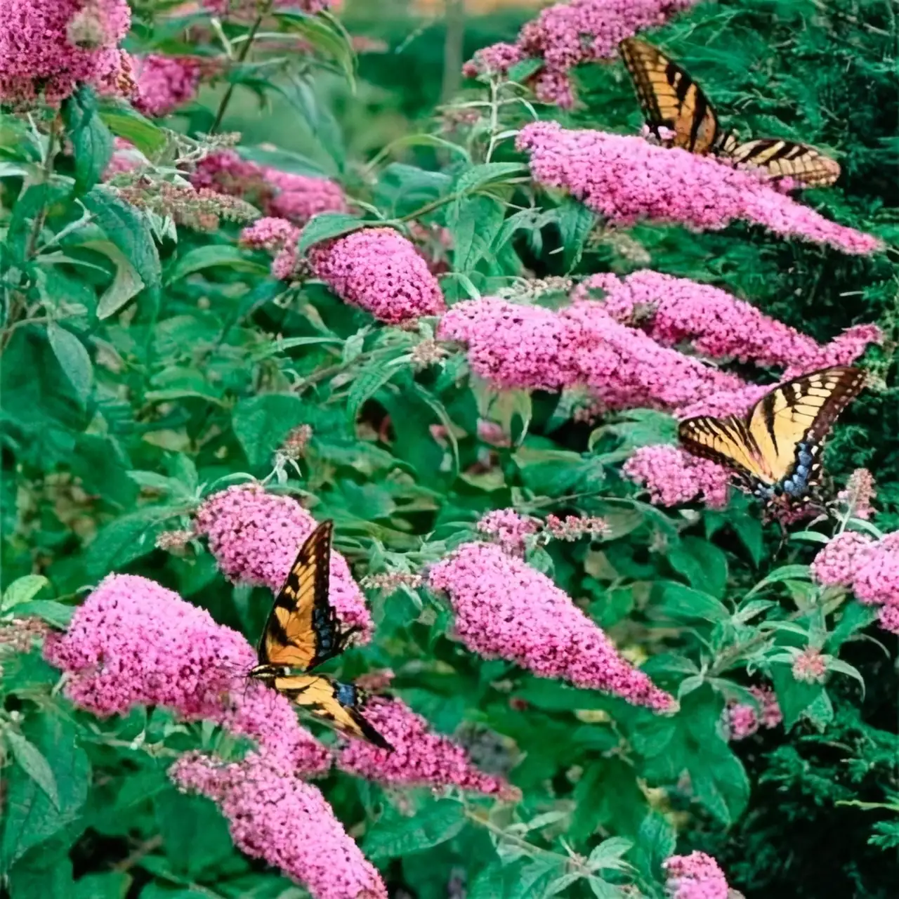 Designing Garden Bliss: Pairing Butterfly Bush with Perfect Companions