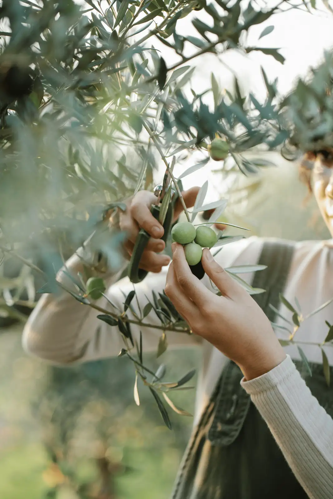 olive tree harvest season