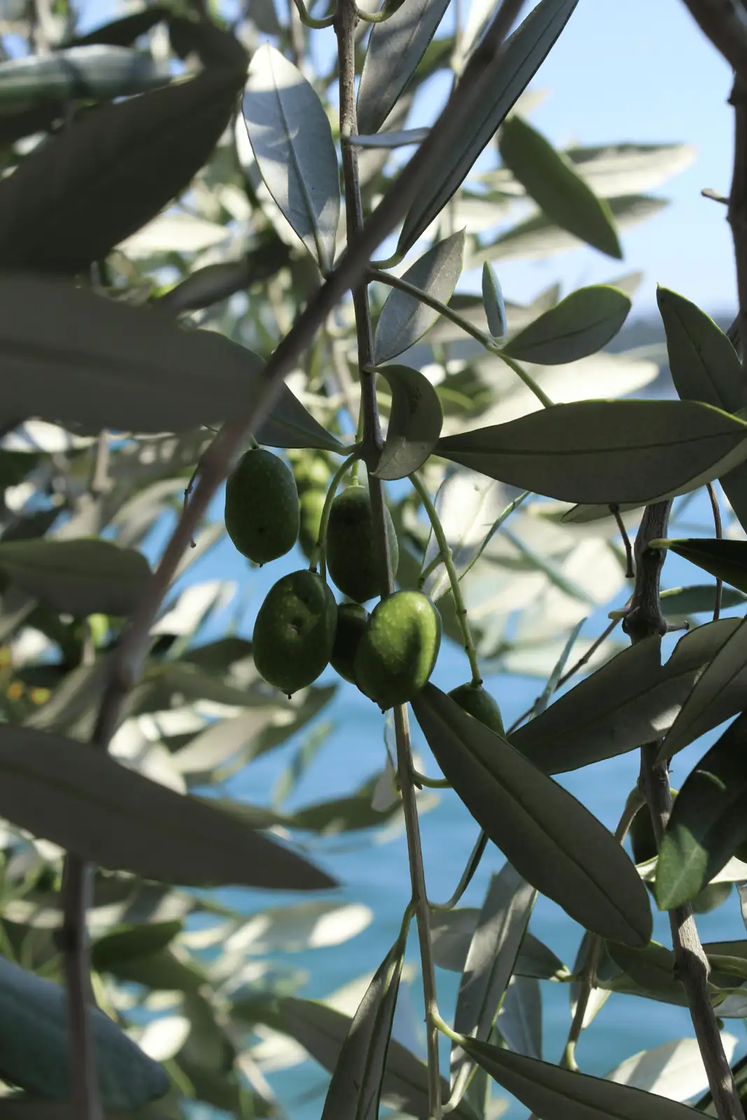 Guardians of the Garden: How to Protect Your Olive Tree from Pests