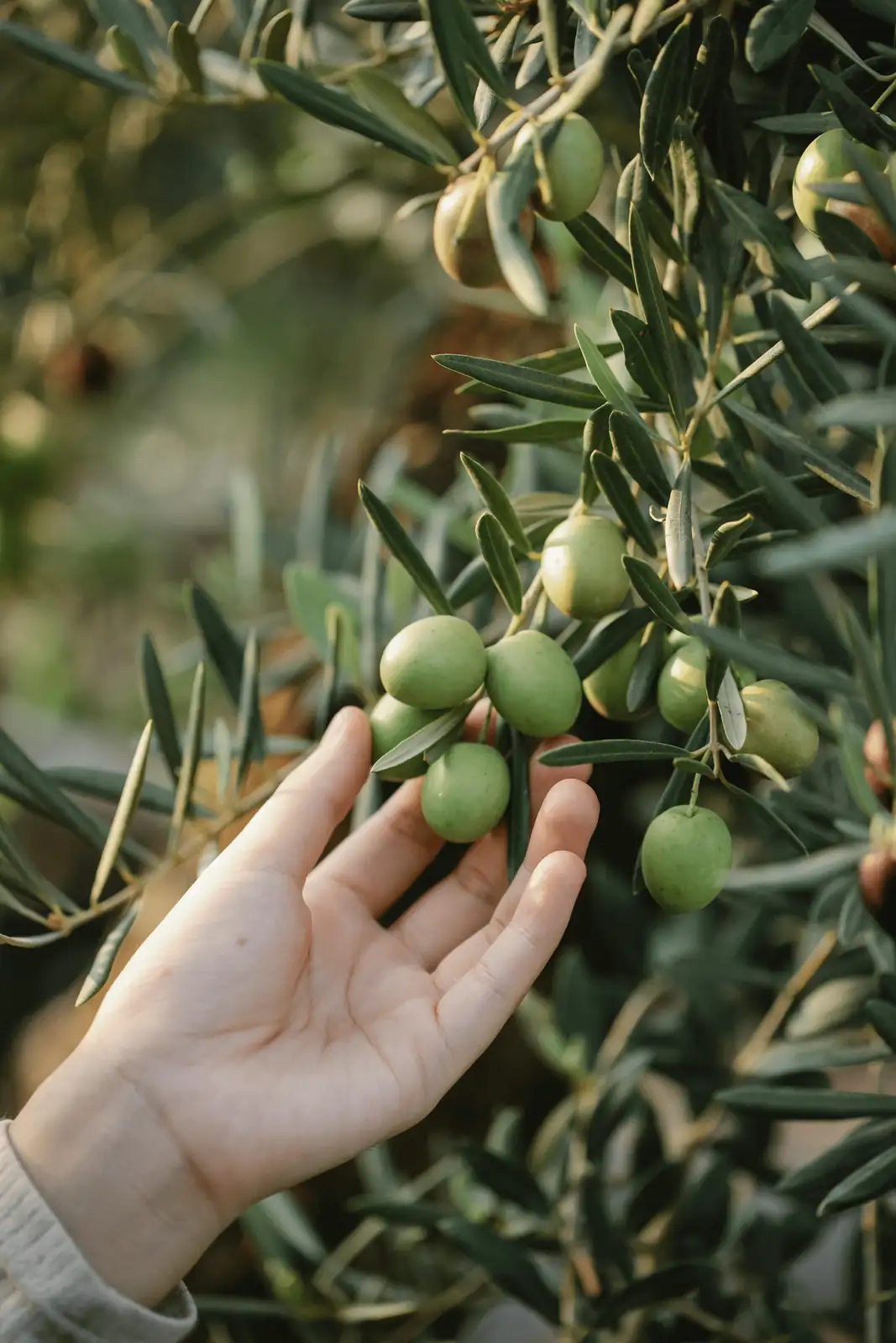gardener inspecting olive tree