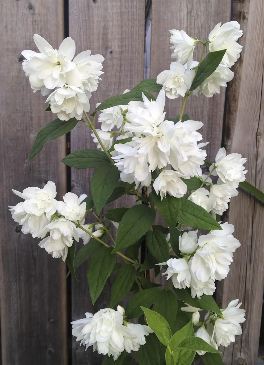 lilacs and mock orange in garden