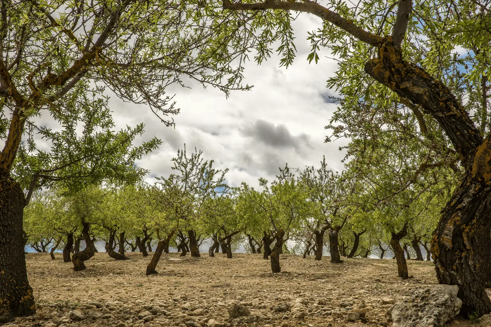 From Ancient Groves to Modern Gardens: The Storied Journey of the Olive Tree