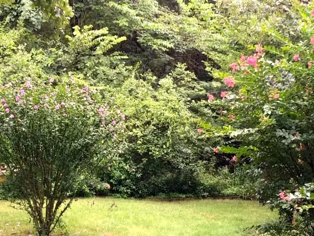 crape myrtle and rose of sharon blooming