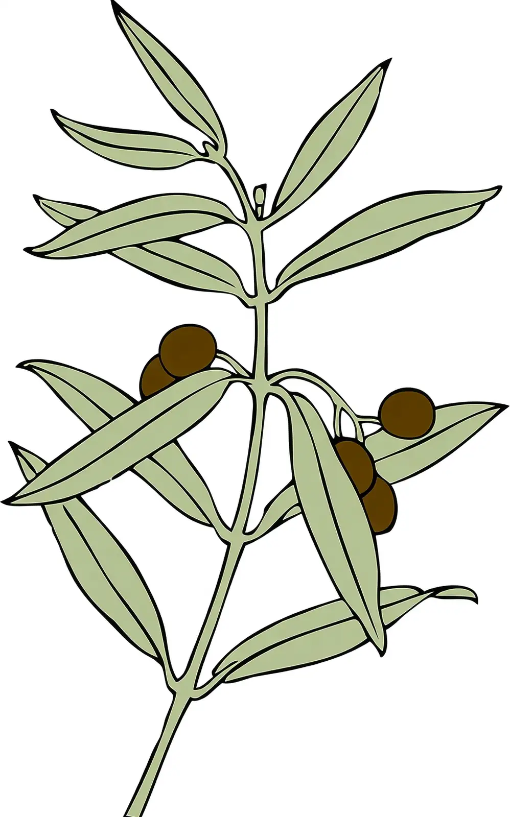 olive branch symbol peace