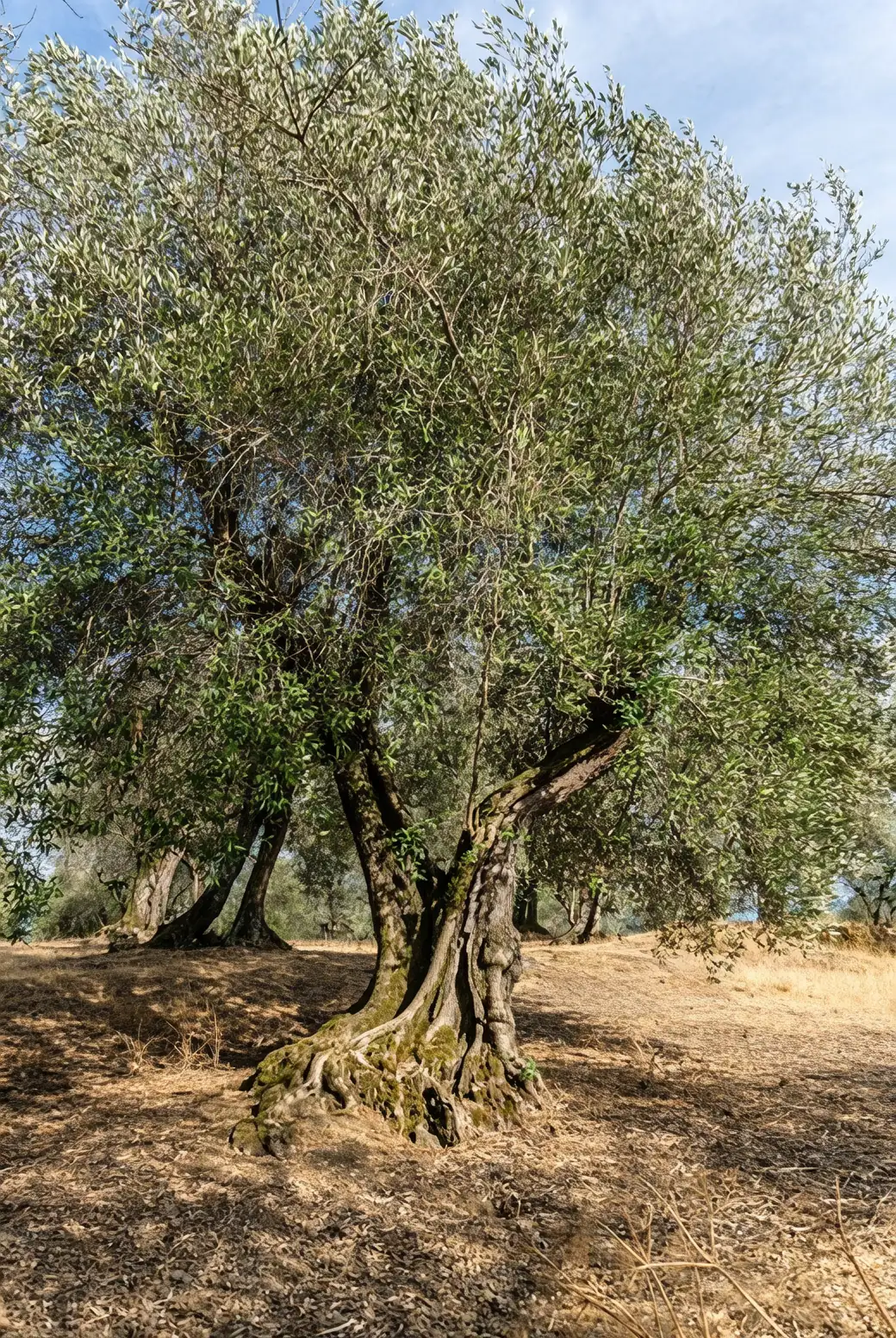 ancient olive tree trunk close-up