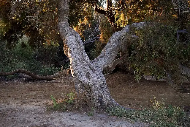 Olive Oddities: Fascinating Facts About the Evergreen Symbol of Peace