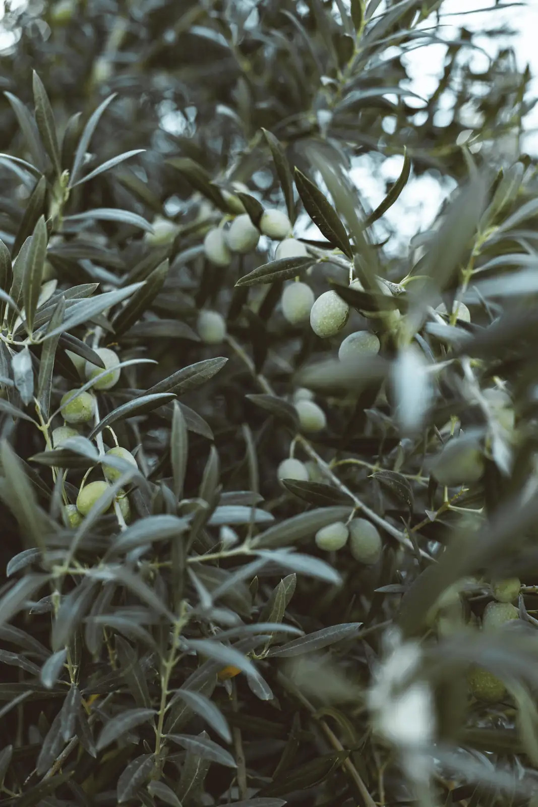 olive tree regrowth after fire
