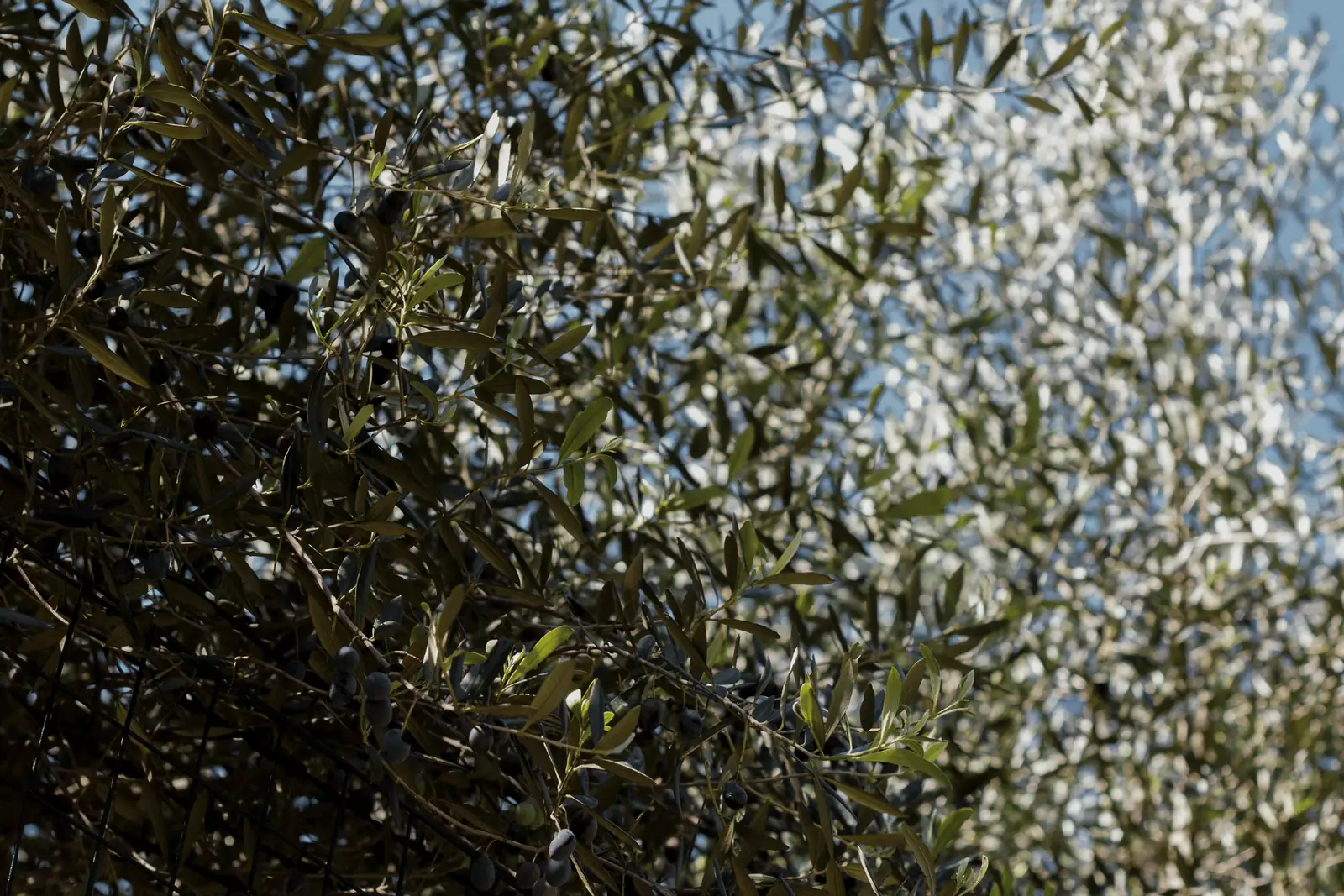 olive tree with ripe olives