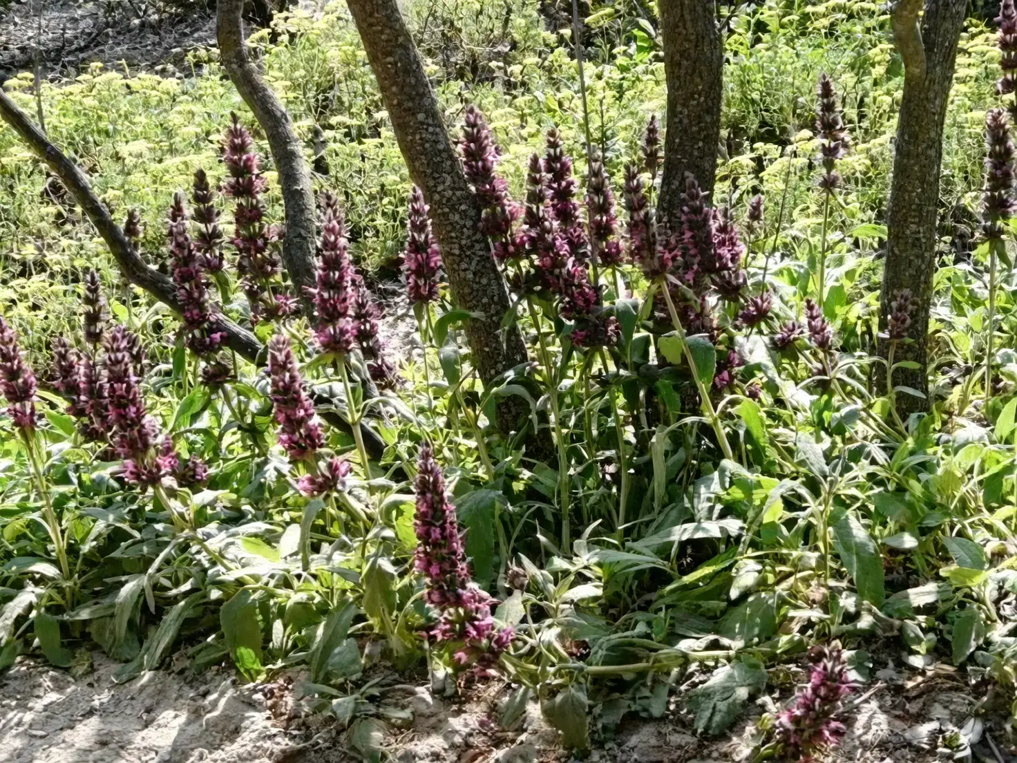 sedum and salvia groundcover