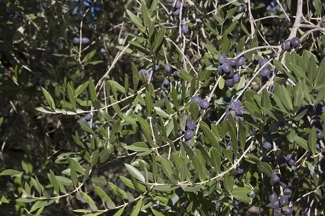 Olive Oil Origins: From Fruit to Liquid Gold in Your Kitchen