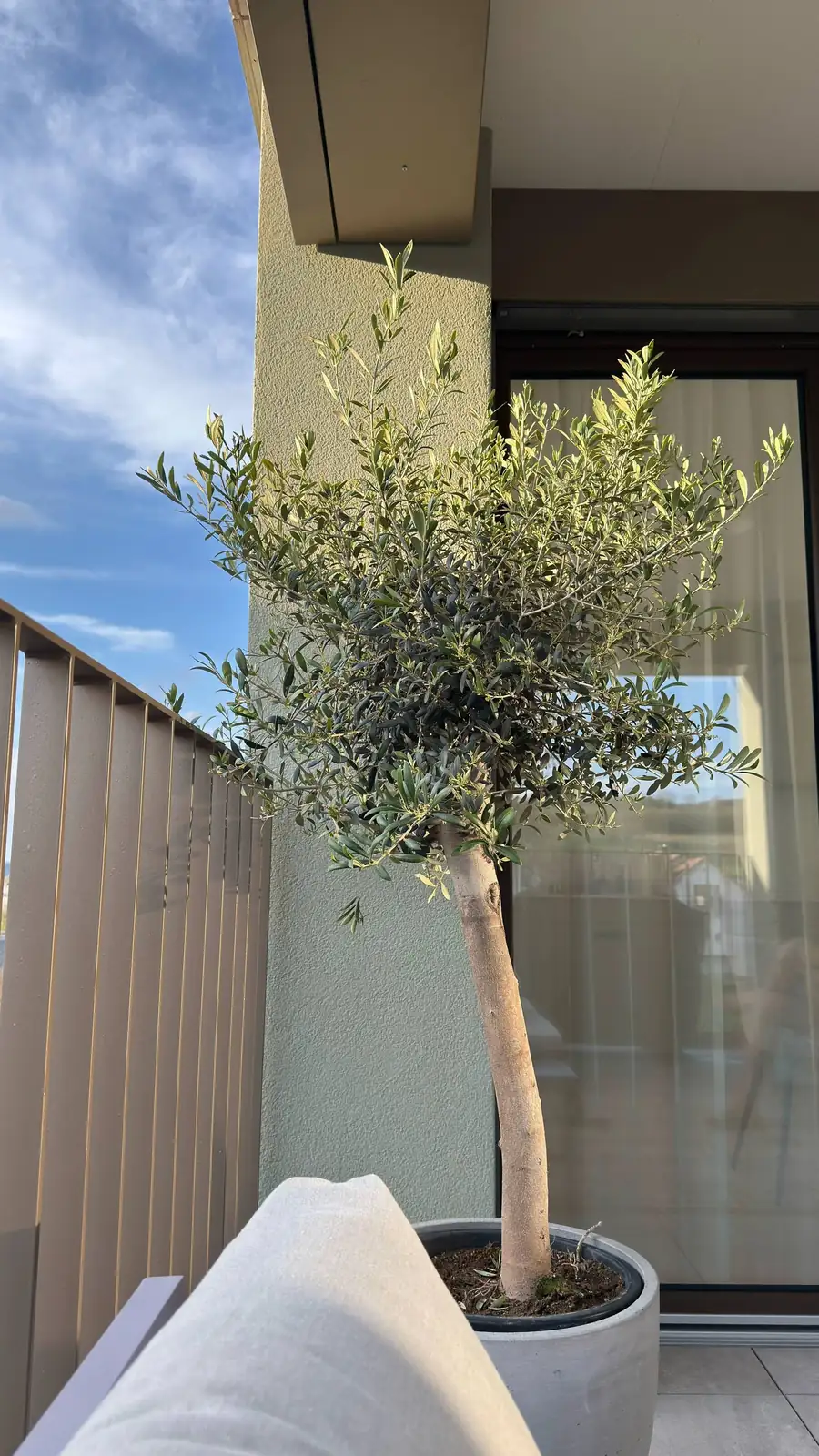 dwarf olive tree on balcony