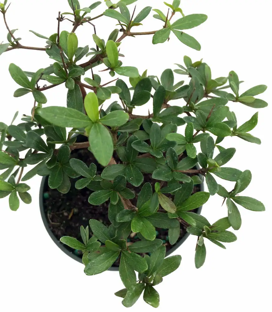 dwarf olive tree indoor pot