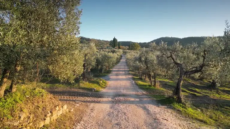The Art of Olive Propagation: Techniques for Growing Your Own Grove
