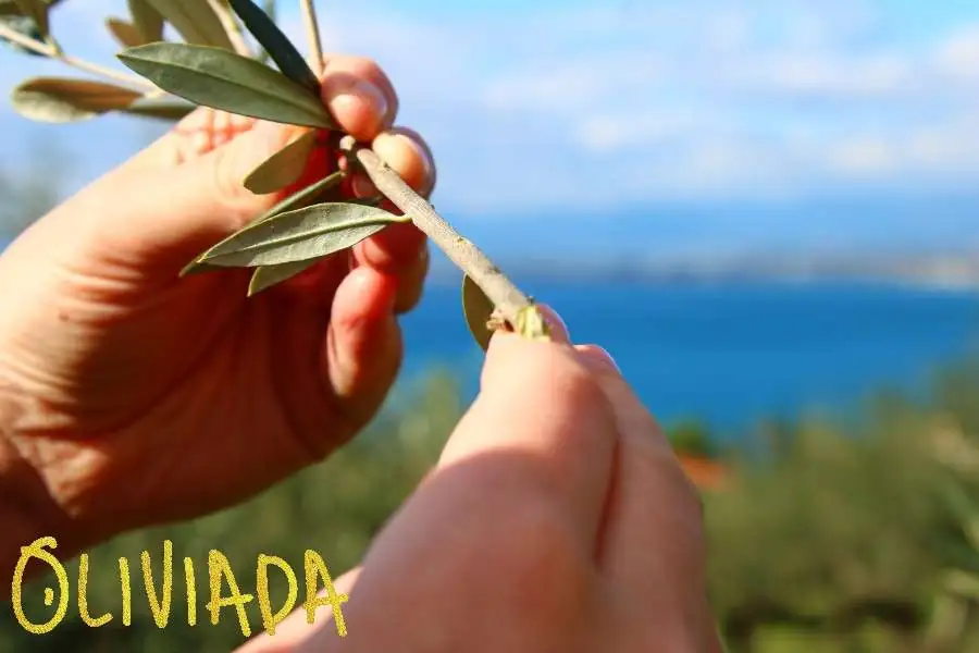 olive tree cuttings preparation