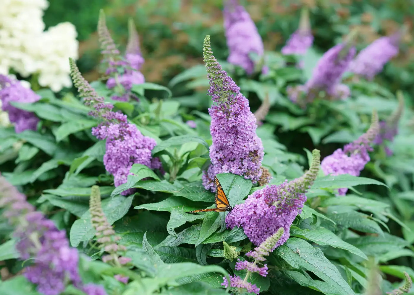 Propagating Perfection: Your Guide to Multiplying Butterfly Bushes