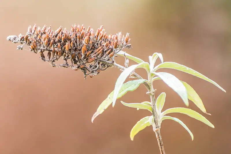 butterfly bush seeds close-up