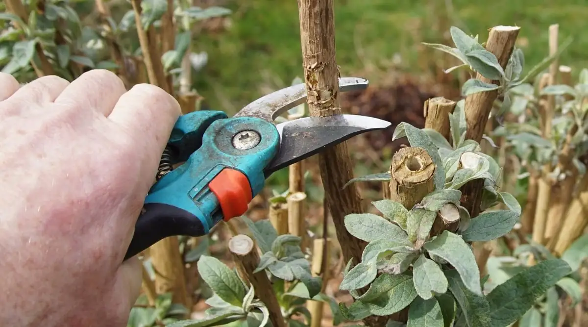 butterfly bush cutting preparation