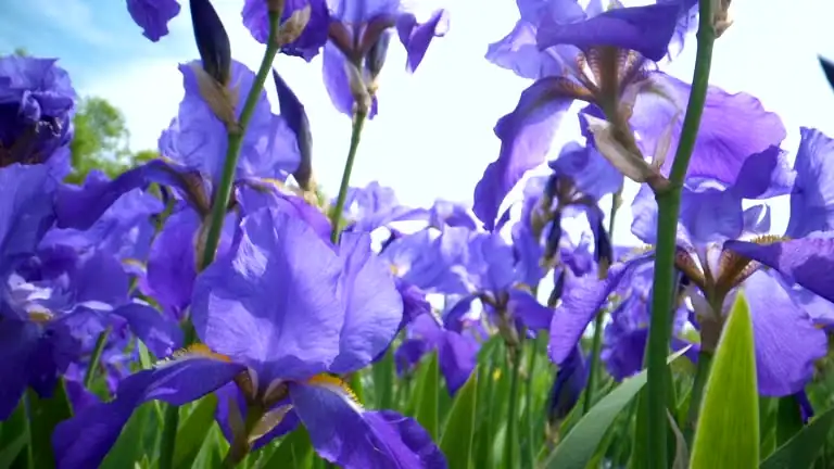 Iris Care Guide: How to Keep Rainbow Flowers Blooming Bright