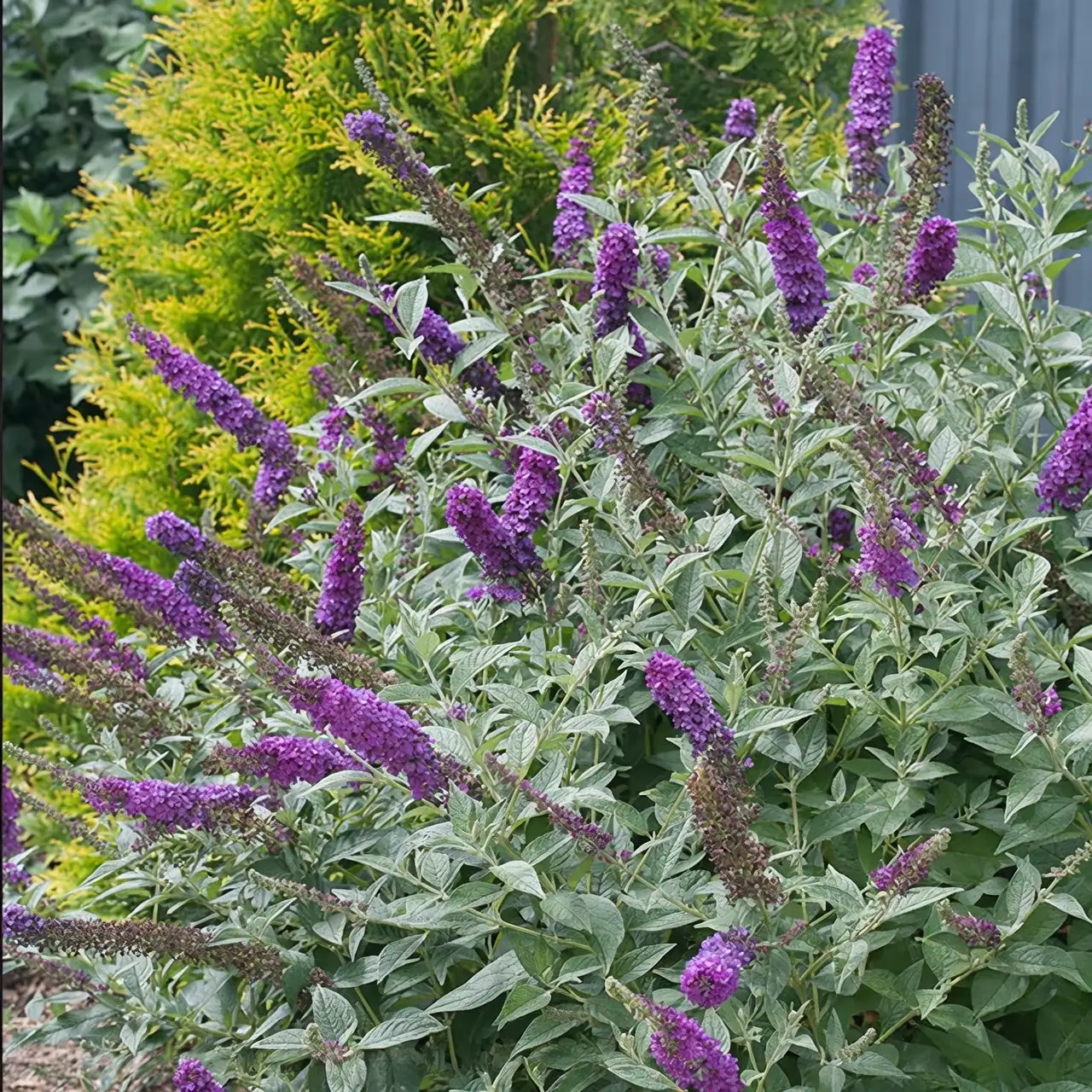 Container Creations: Growing Butterfly Bush in Pots for Small Spaces