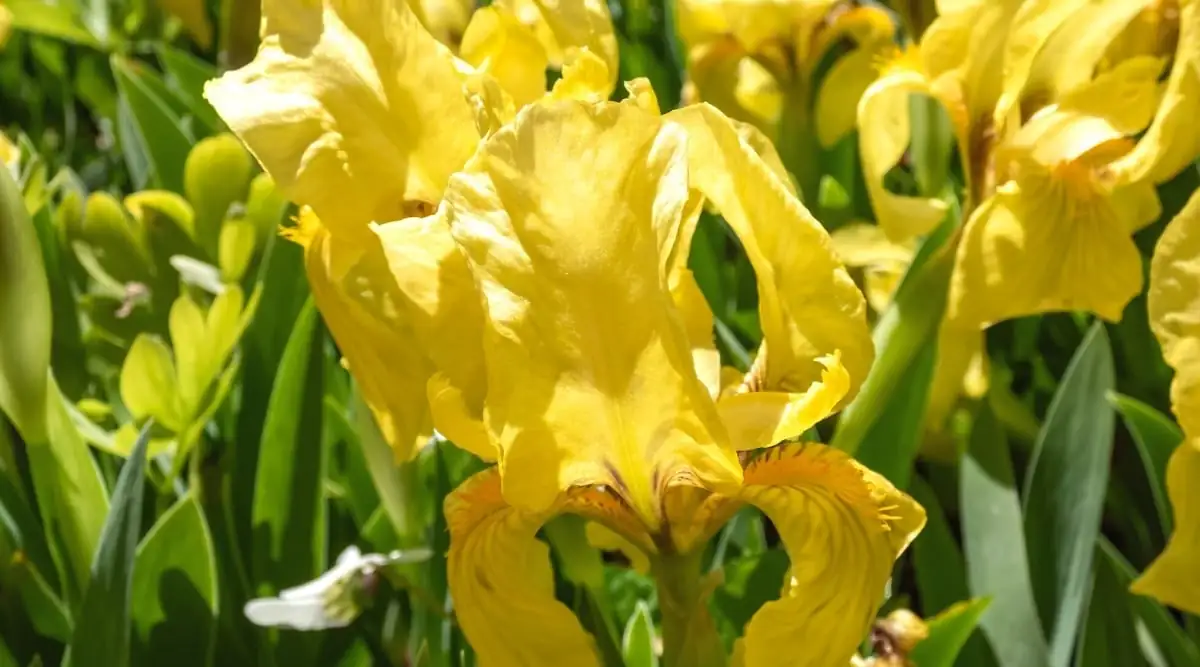 iris flowers in full sun garden