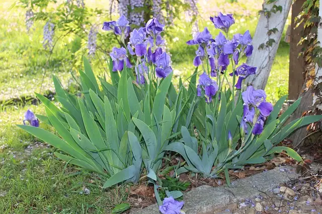 dividing iris rhizomes in garden