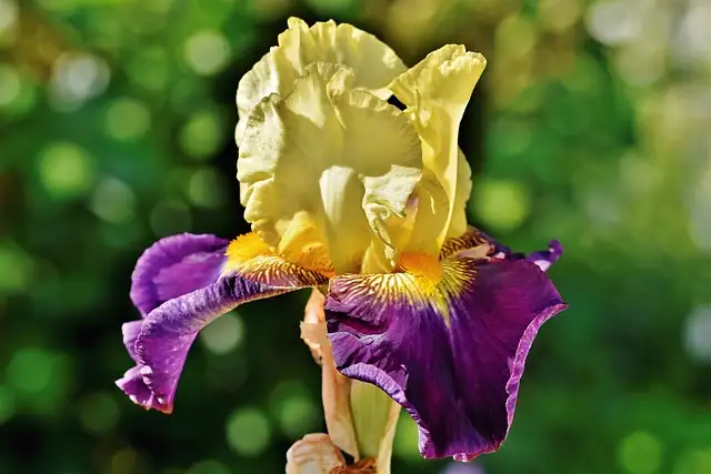 Busting Iris Pests: Your Ultimate Troubleshooting Guide
