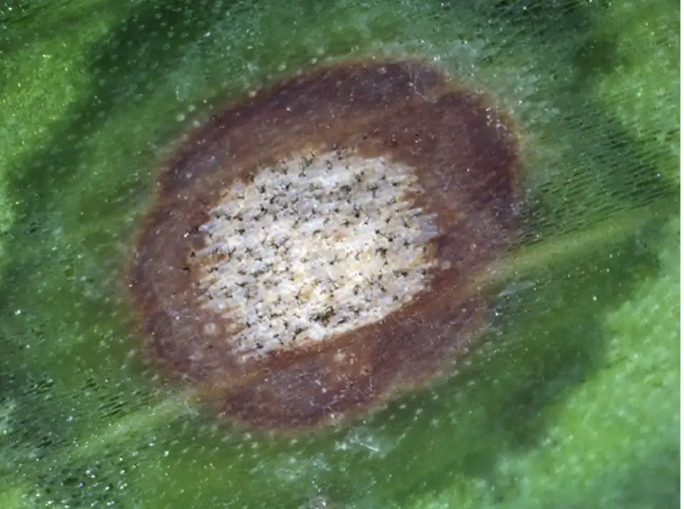 iris leaf spot fungus