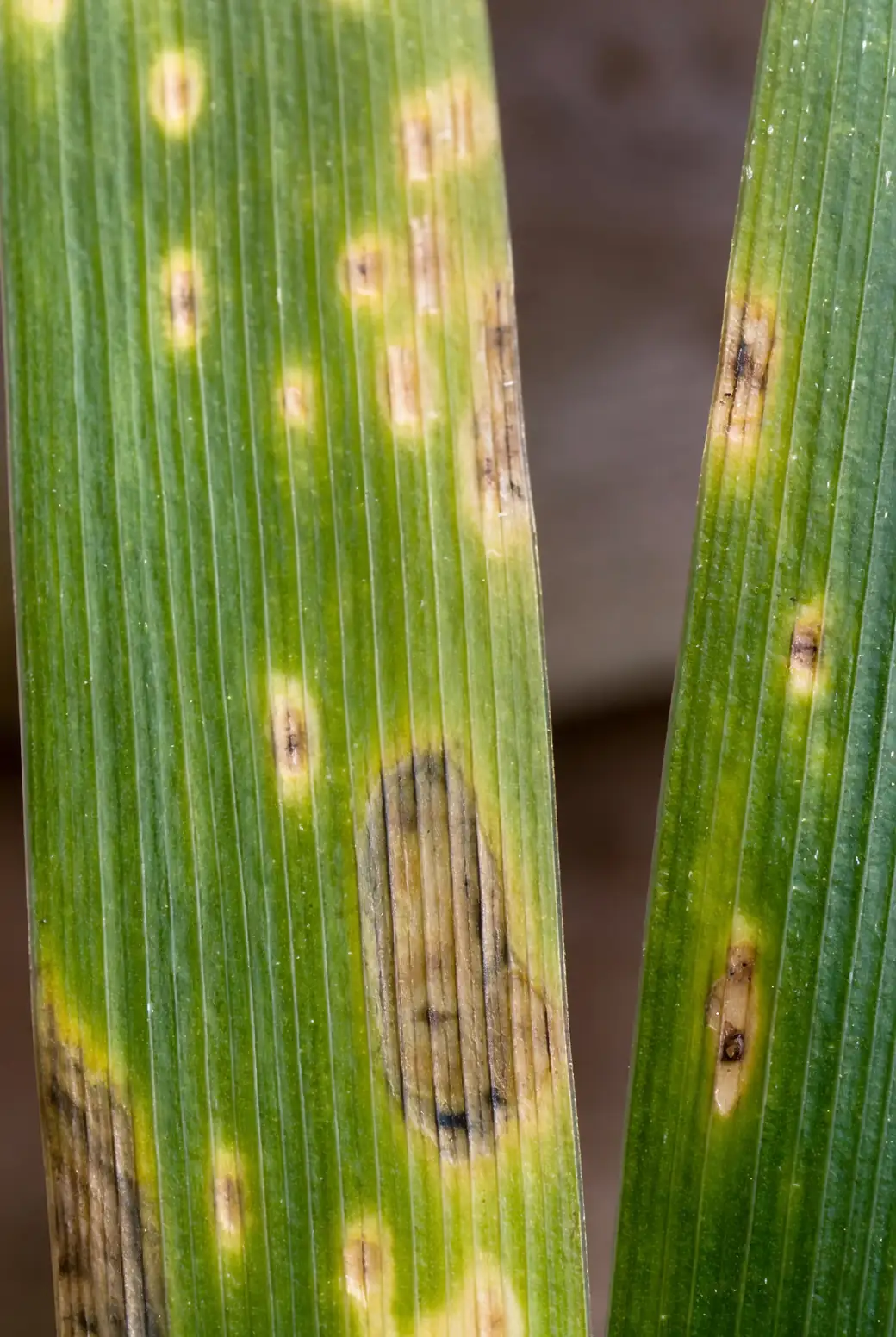 iris rust disease leaves