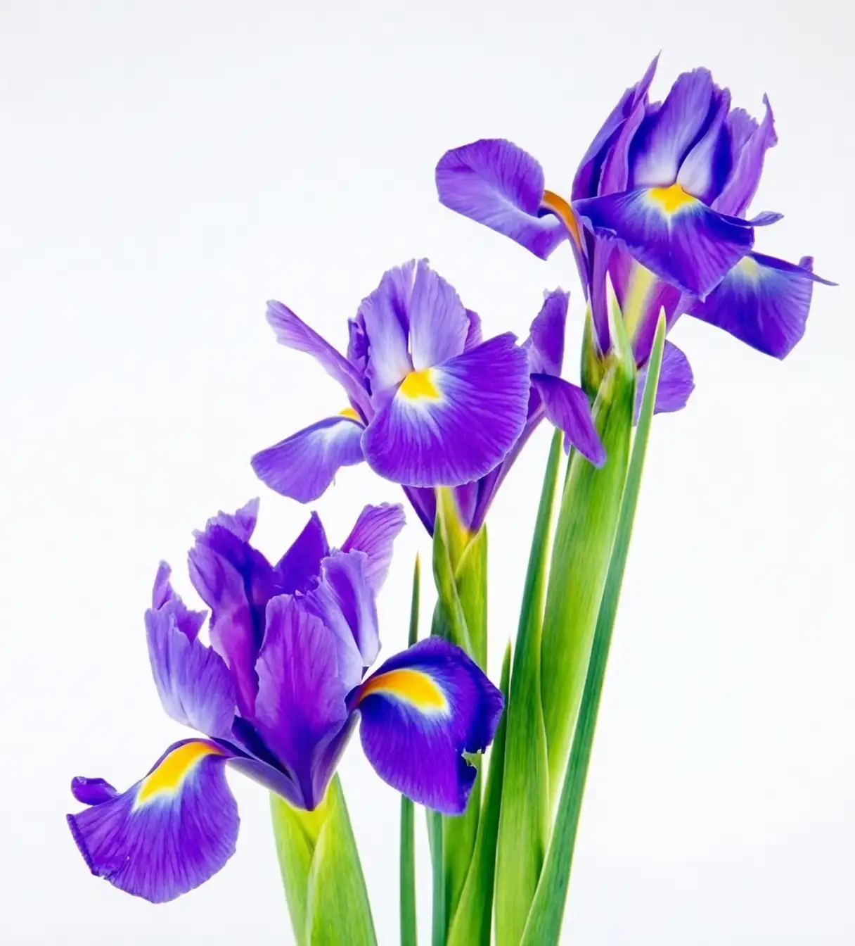 Greek goddess Iris with flowers