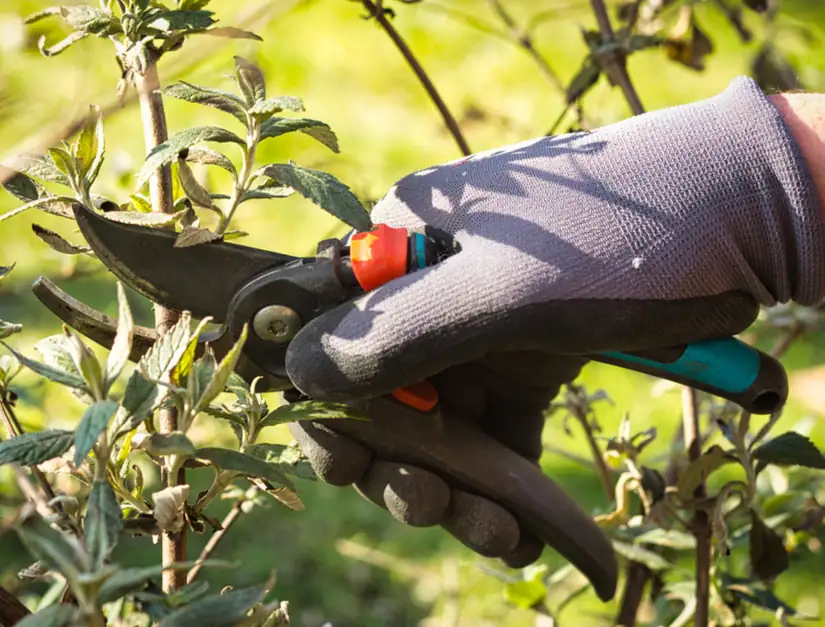 pruning butterfly bush spring