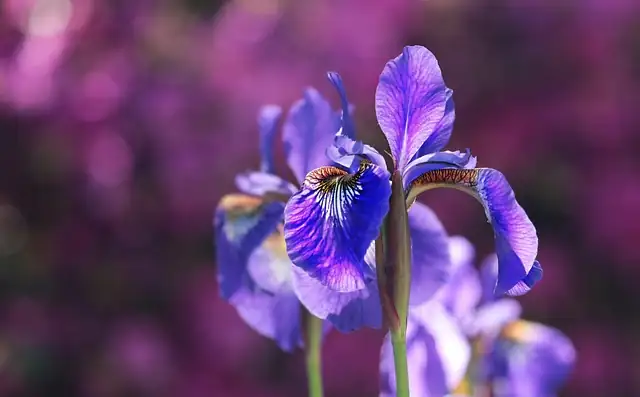 close-up iris flower patterns
