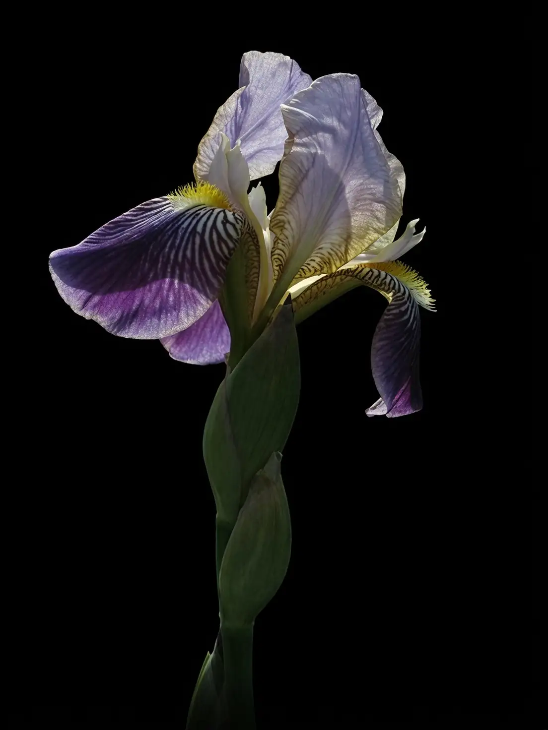 bearded iris close-up
