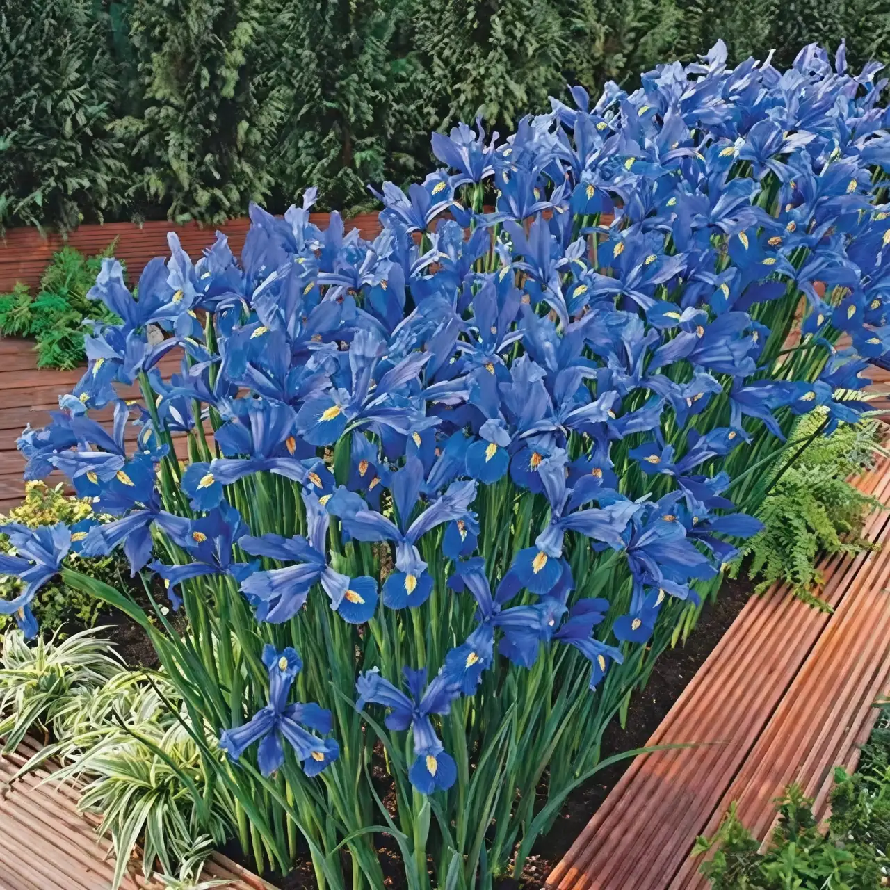 iris planting garden care