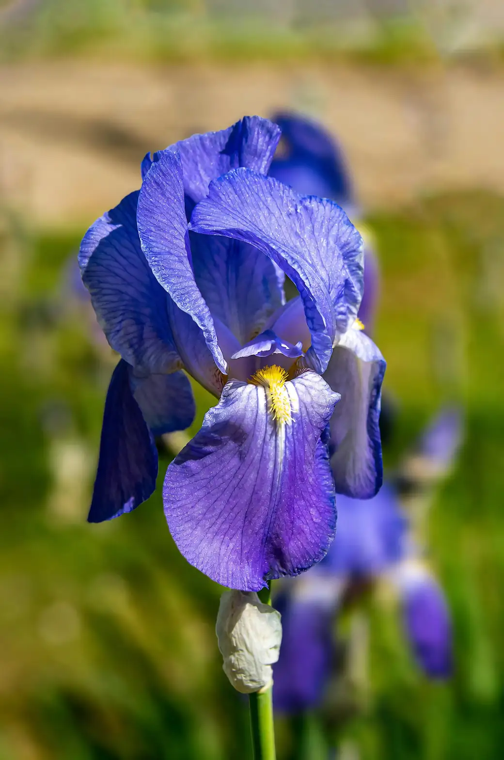 Designing with Irises: Bring Elegance to Your Home and Garden