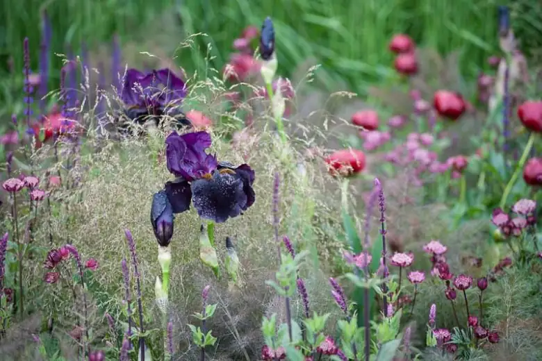 bearded irises garden border