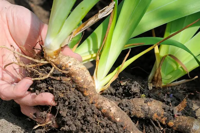 gardener dividing iris rhizomes