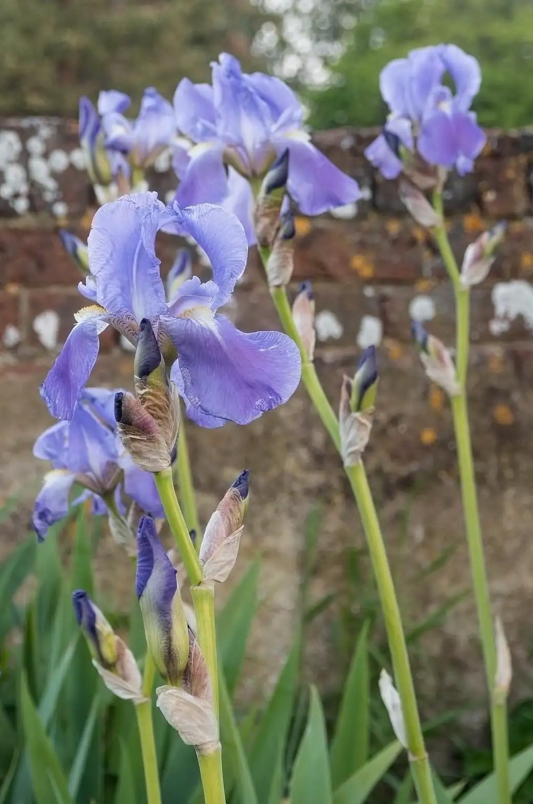 iris garden full sun