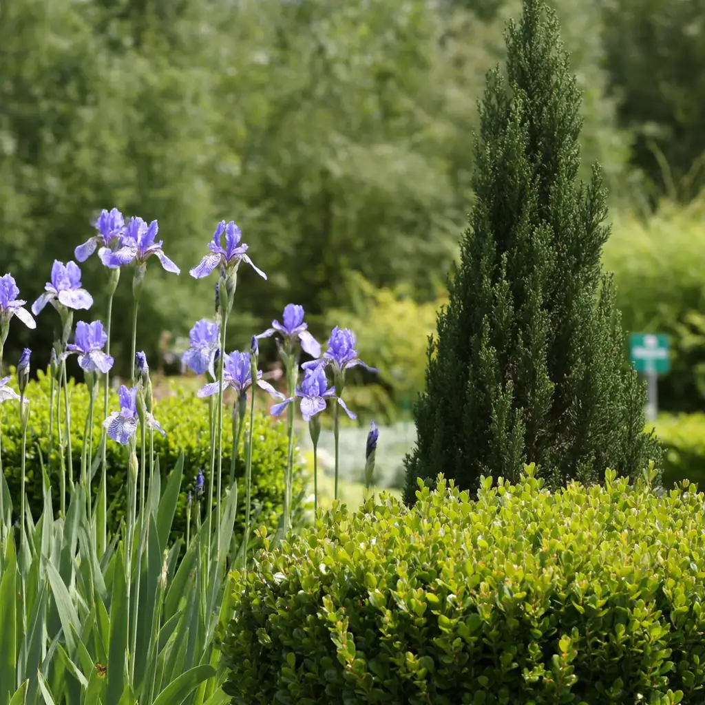 irises with boxwood and juniper