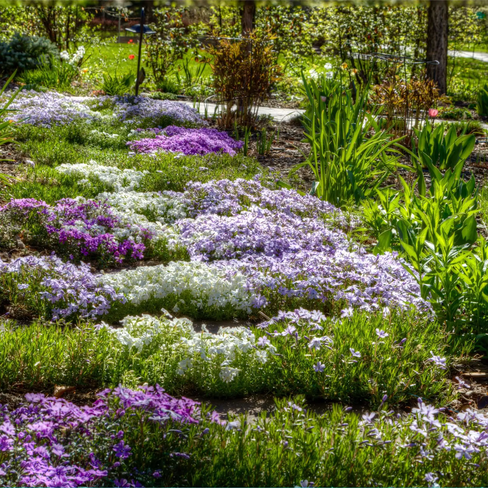 irises with alyssum ground cover