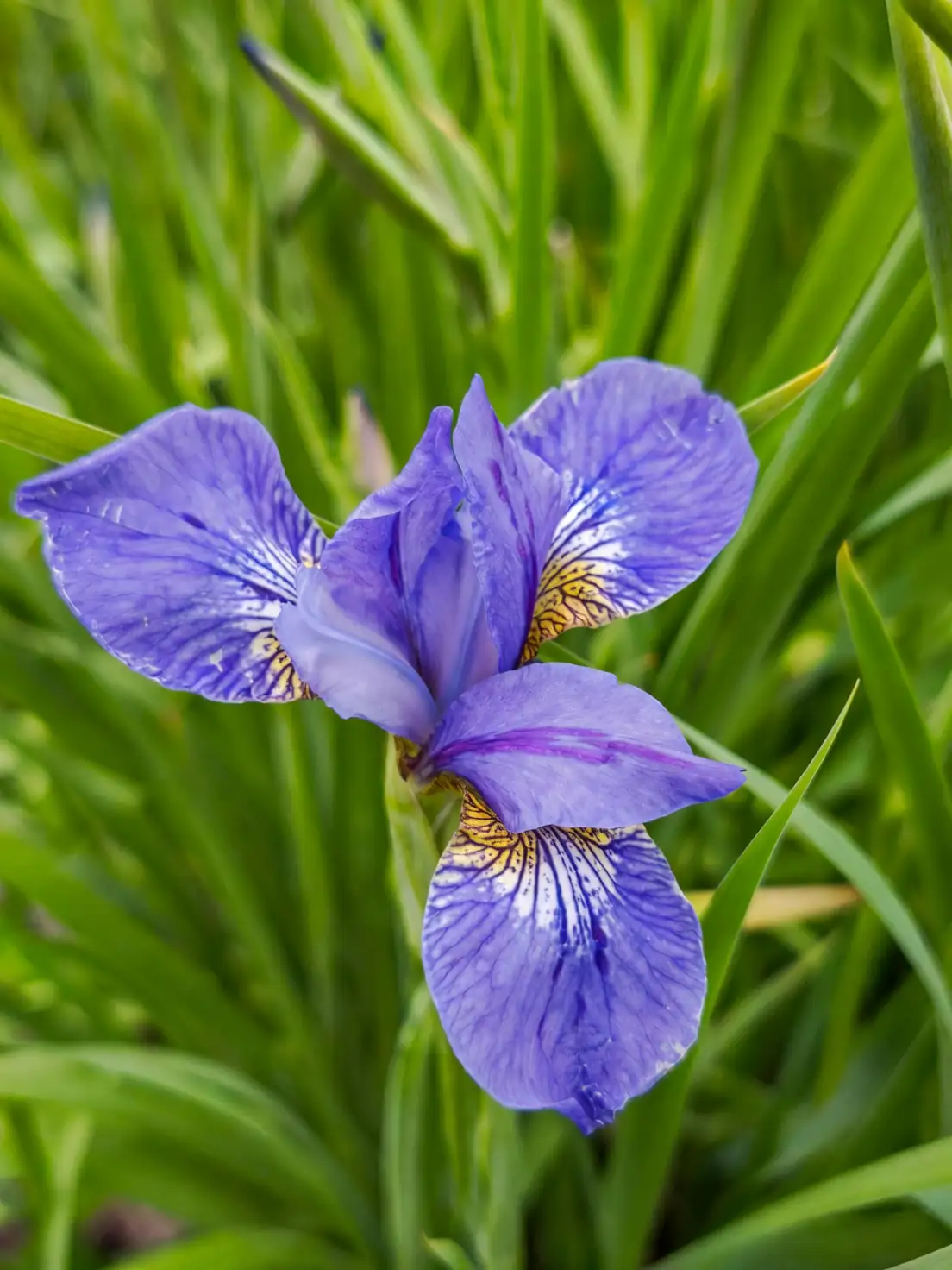 irises with mixed companion plants